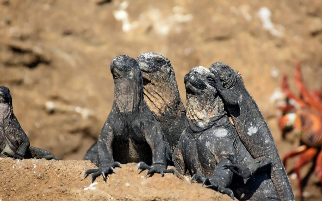 Iguana Long/Short Fund Newsletter – December 2025