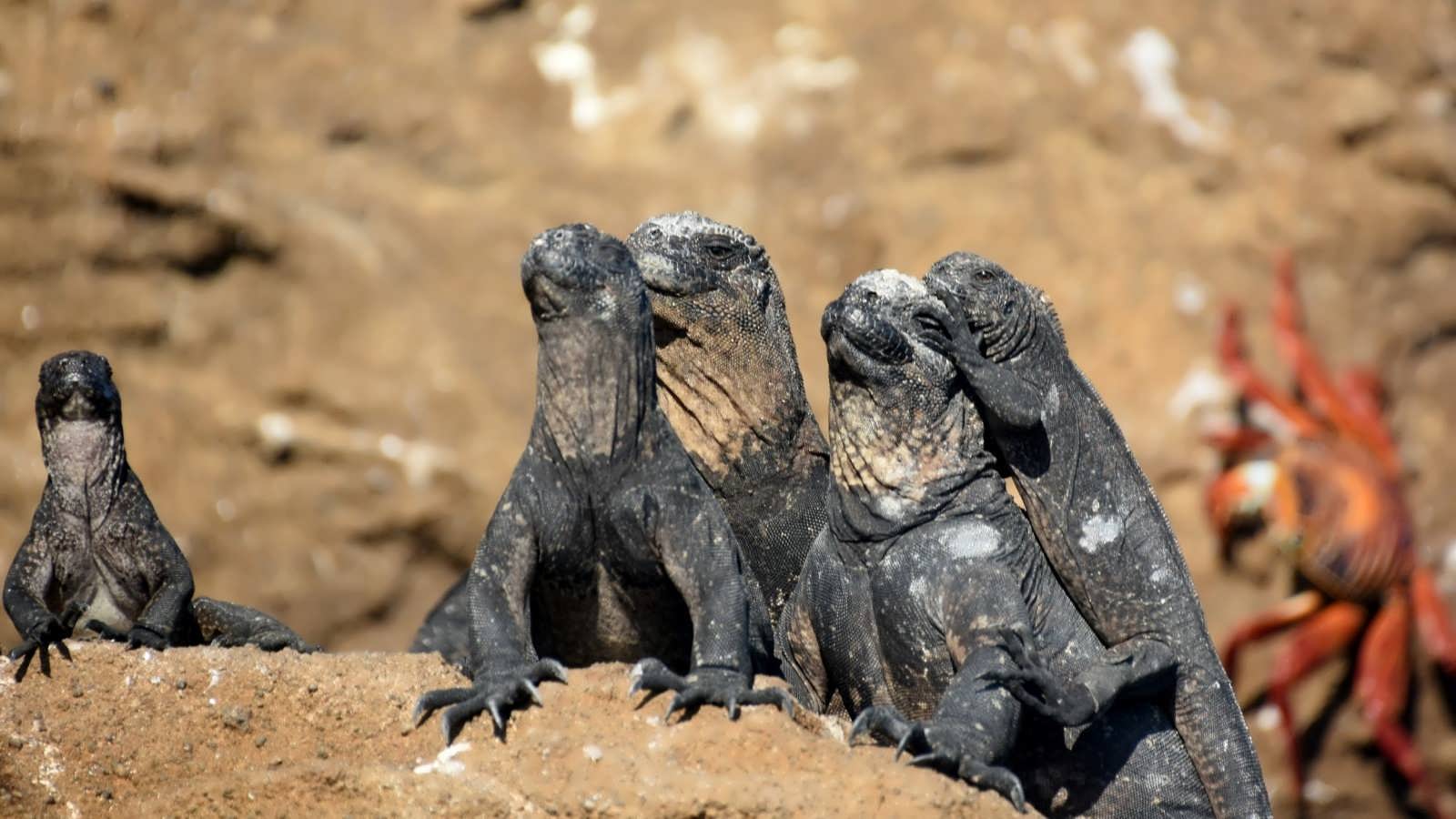 Iguana Long/Short Fund Newsletter – December 2025